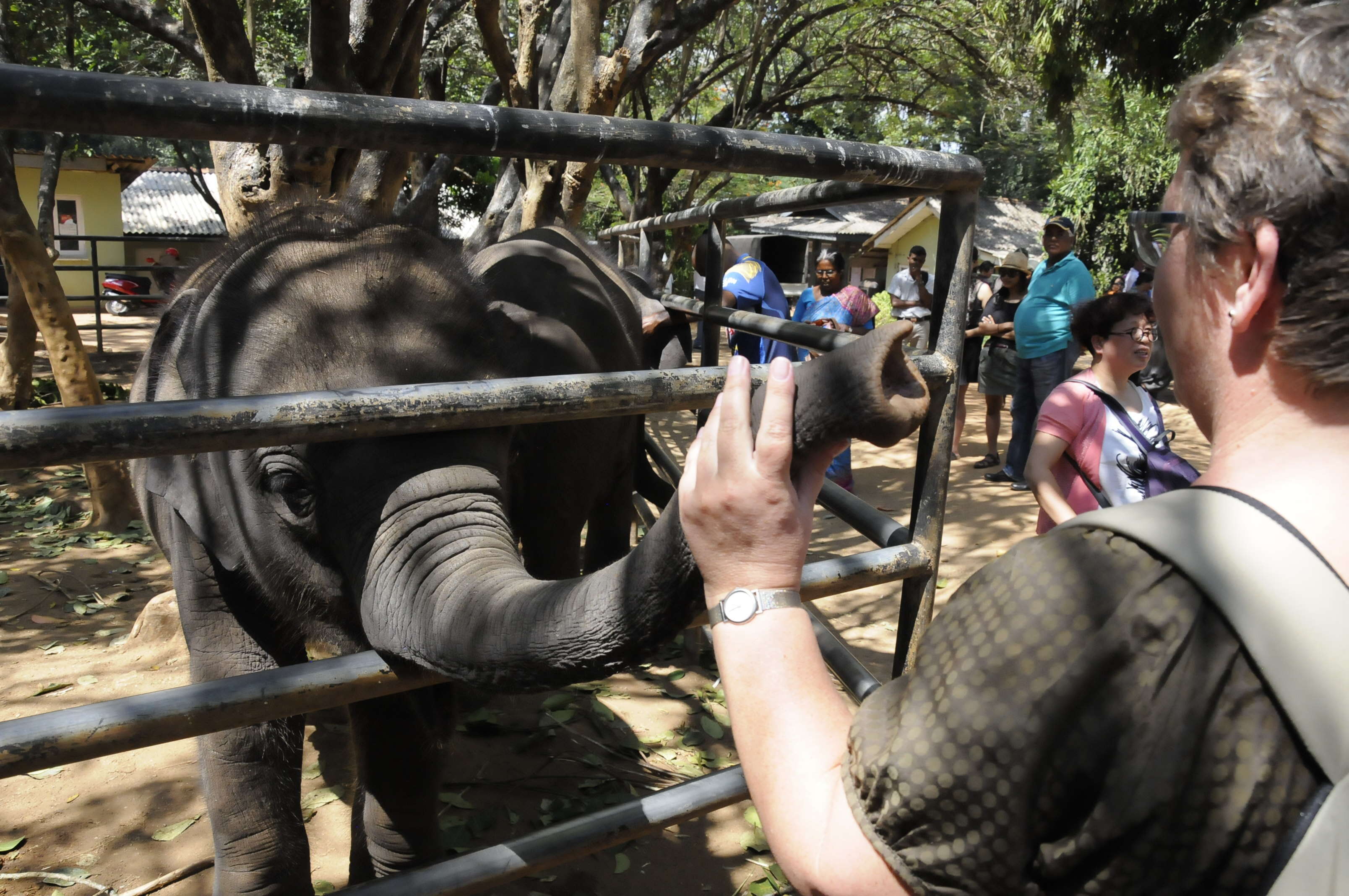 Woman touching elephant's trunk