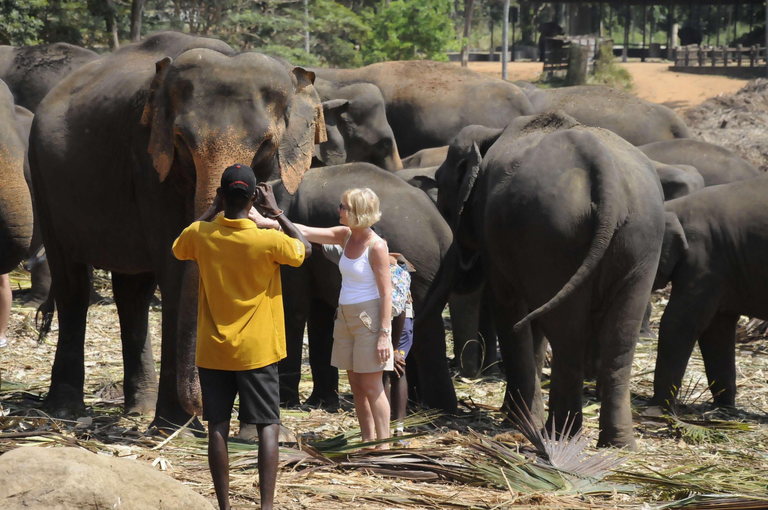 People posing for photos with elephants