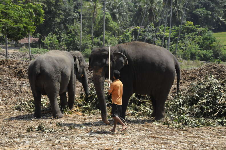 Mahout controlling elephants with bullhooks