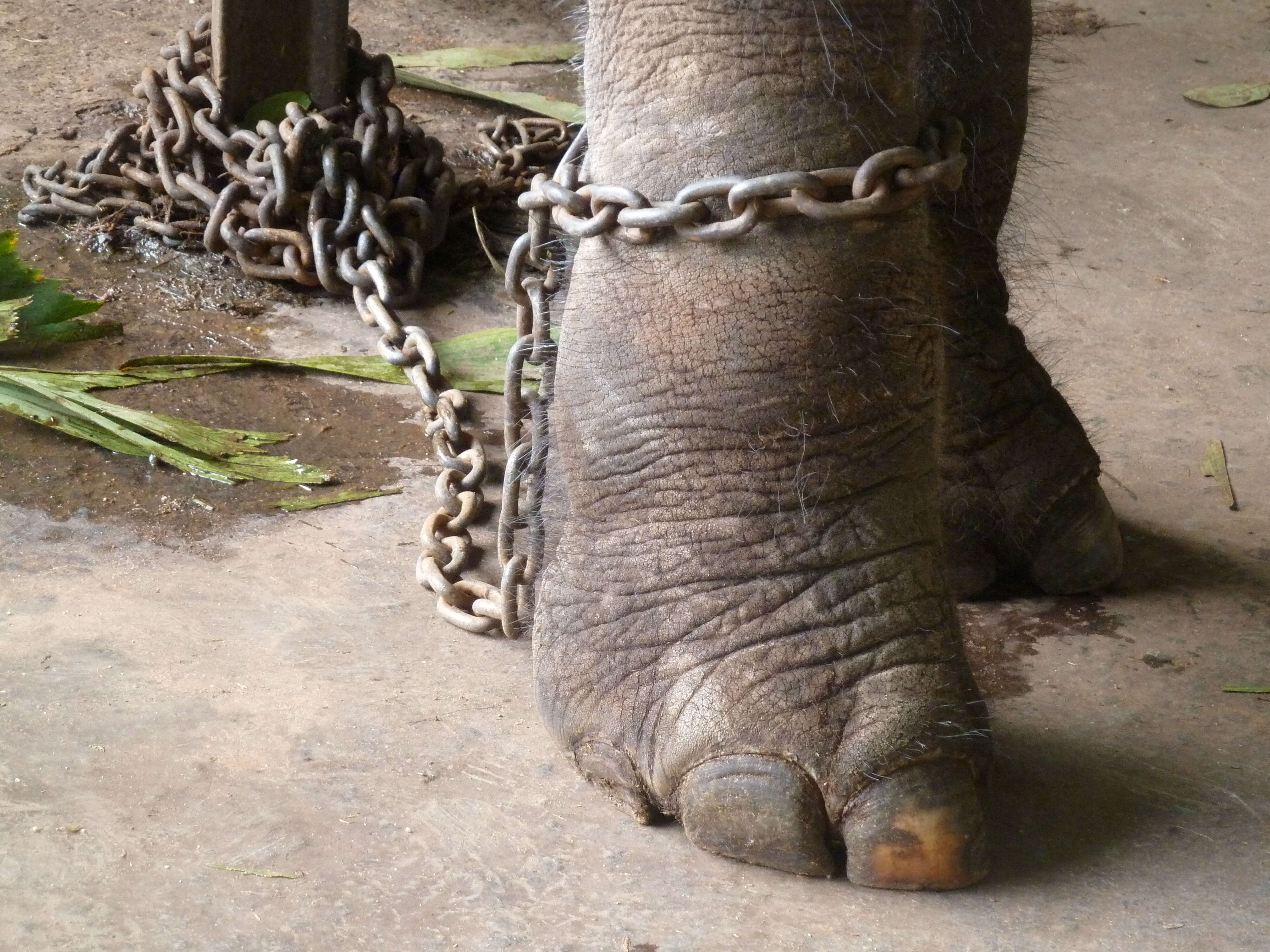 Elephant with chain around his leg