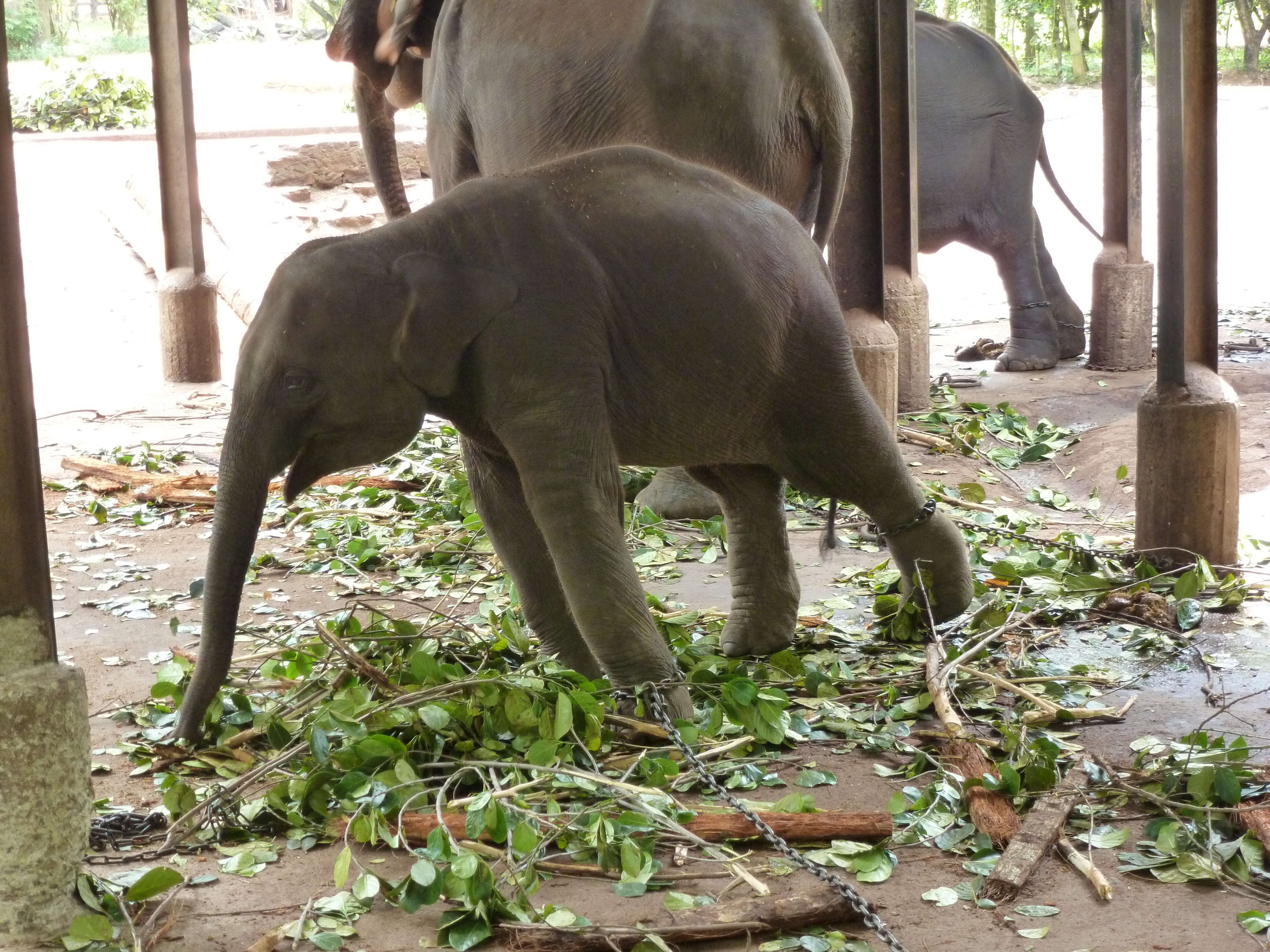 Baby elephant chained up