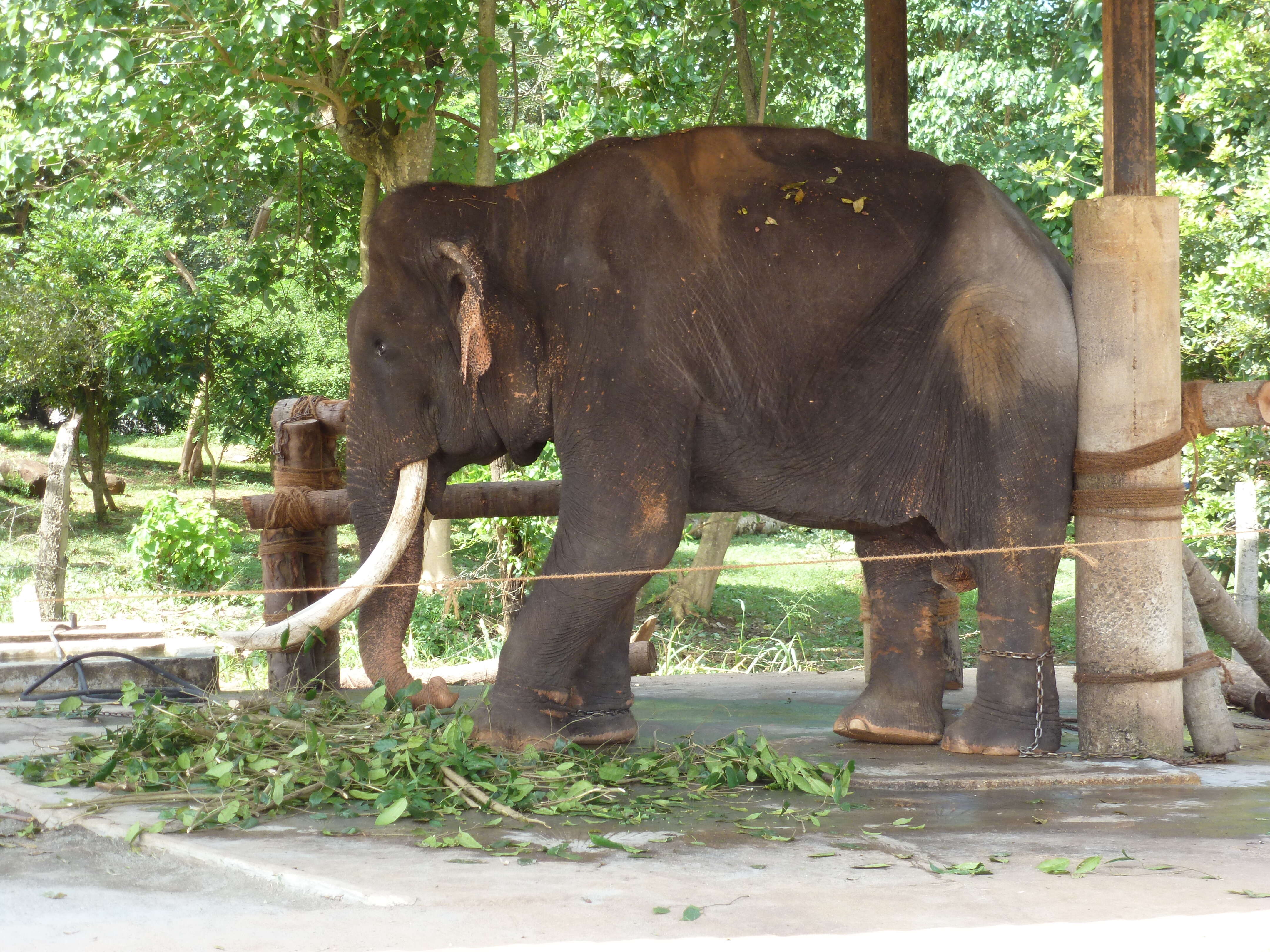 Elephant chained up at fake sanctuary
