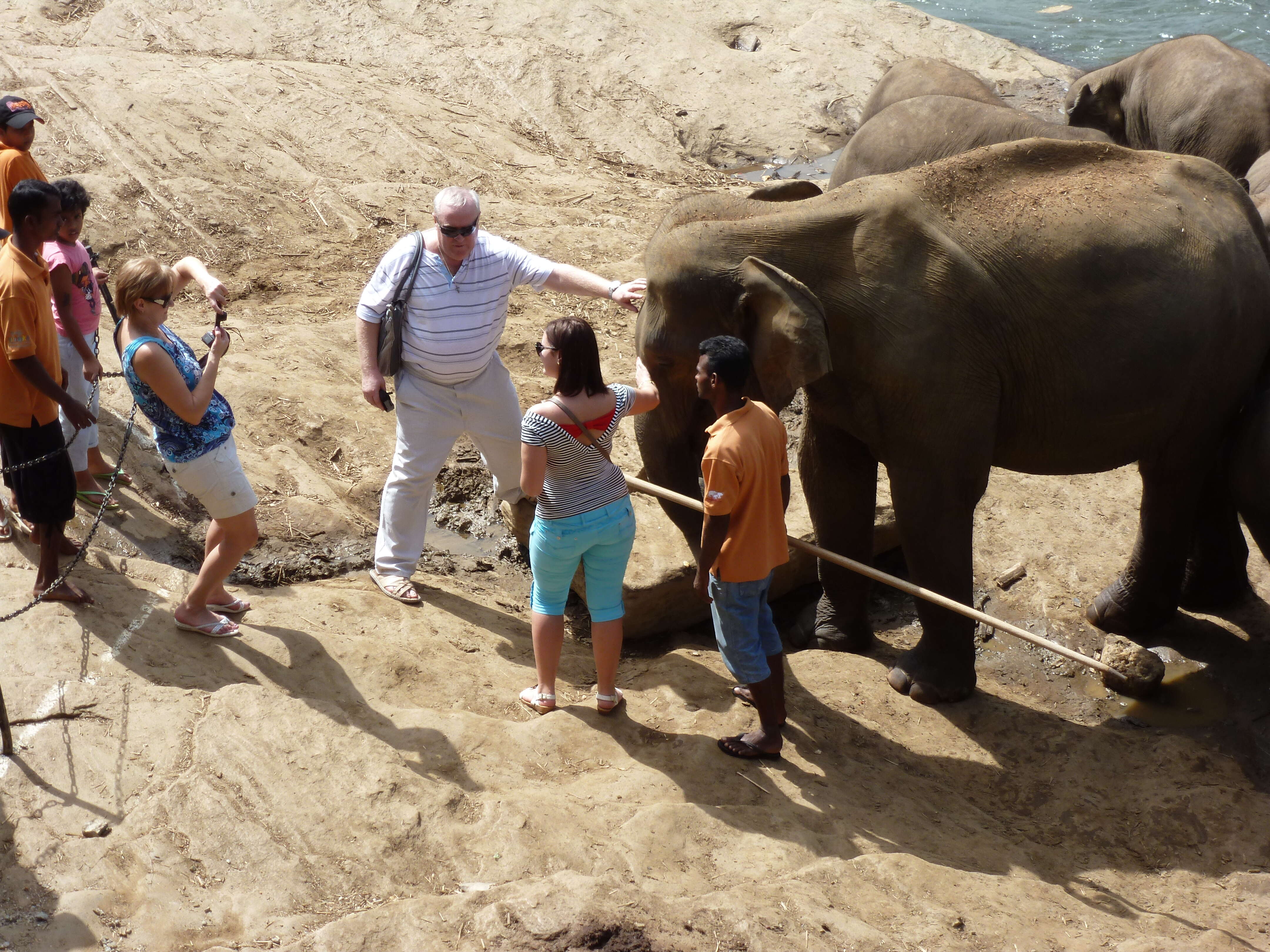 People posing for selfies with elephants