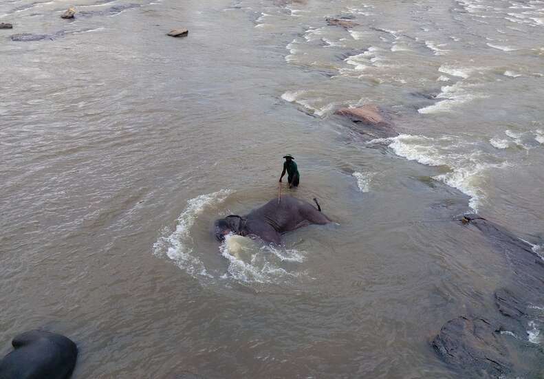 Elephant being forced to lie down in the water
