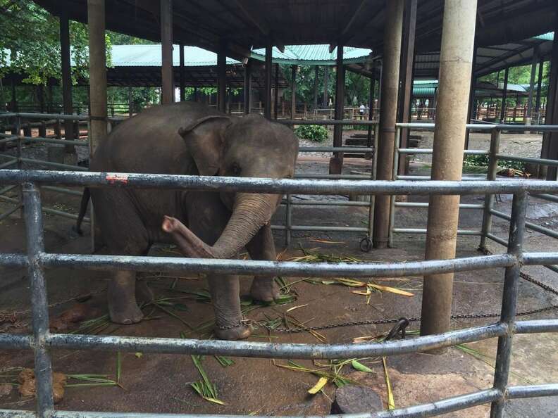 Elephant locked up in cage