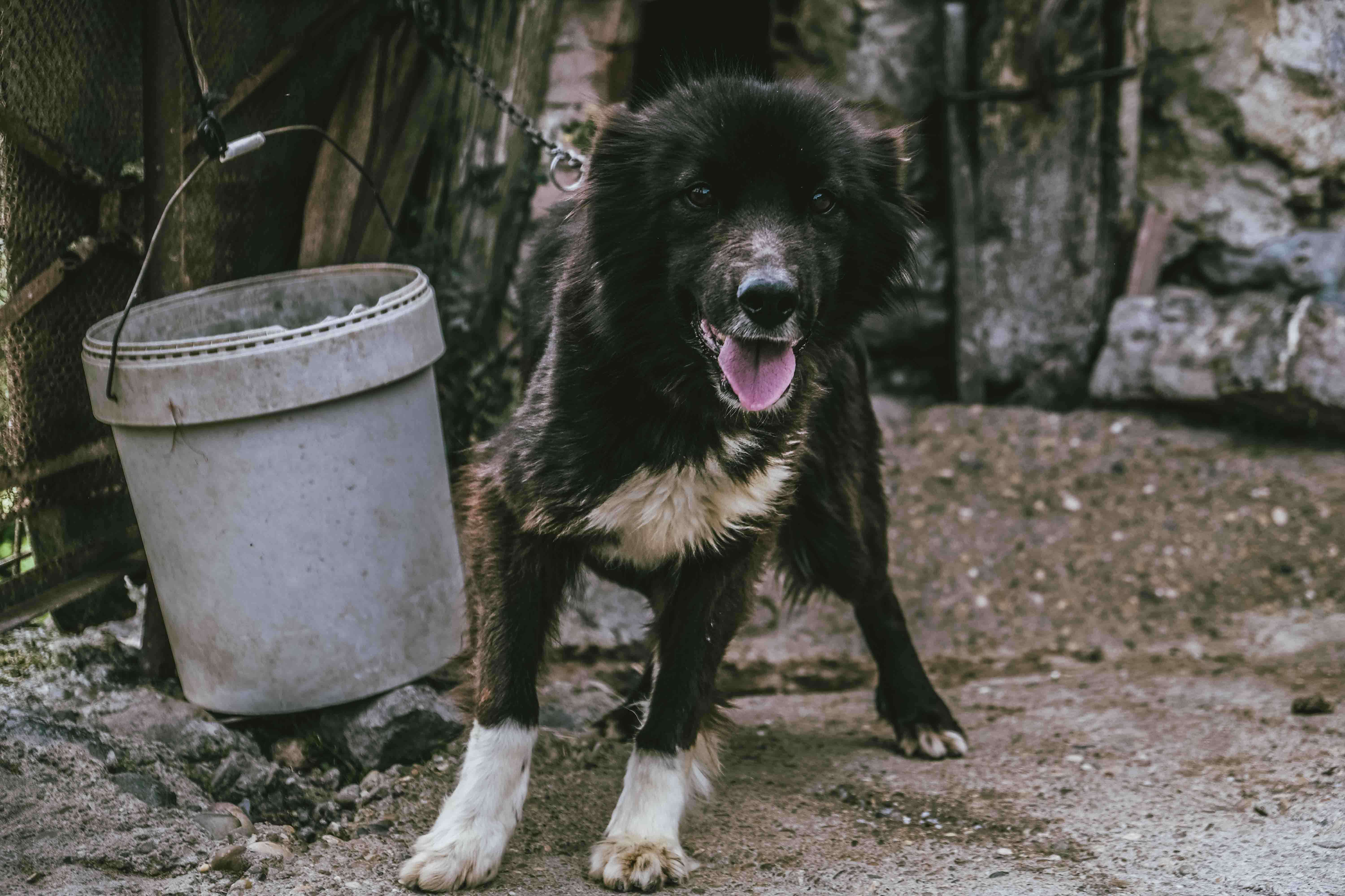 Chained up dog