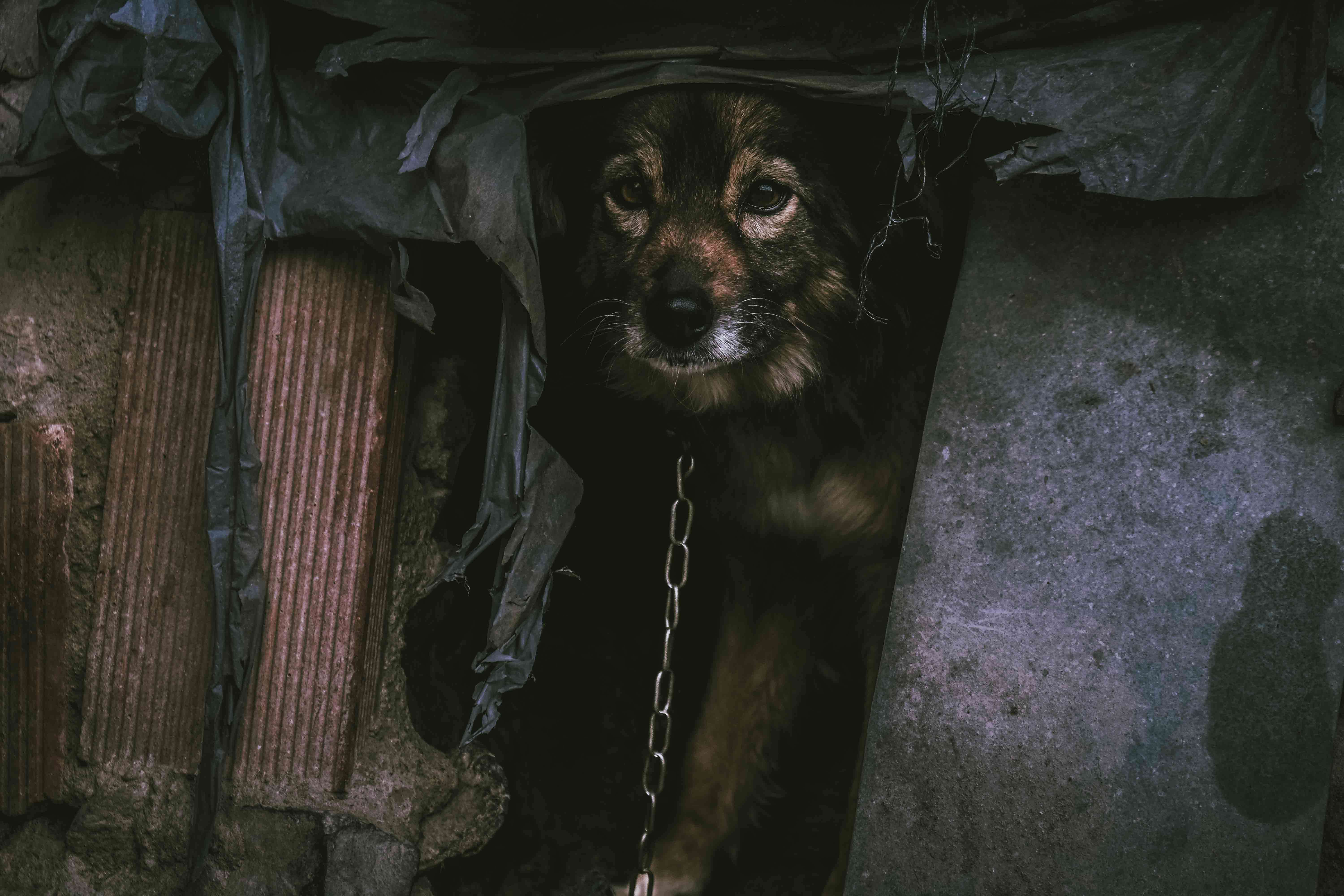 Scared looking dog in shed