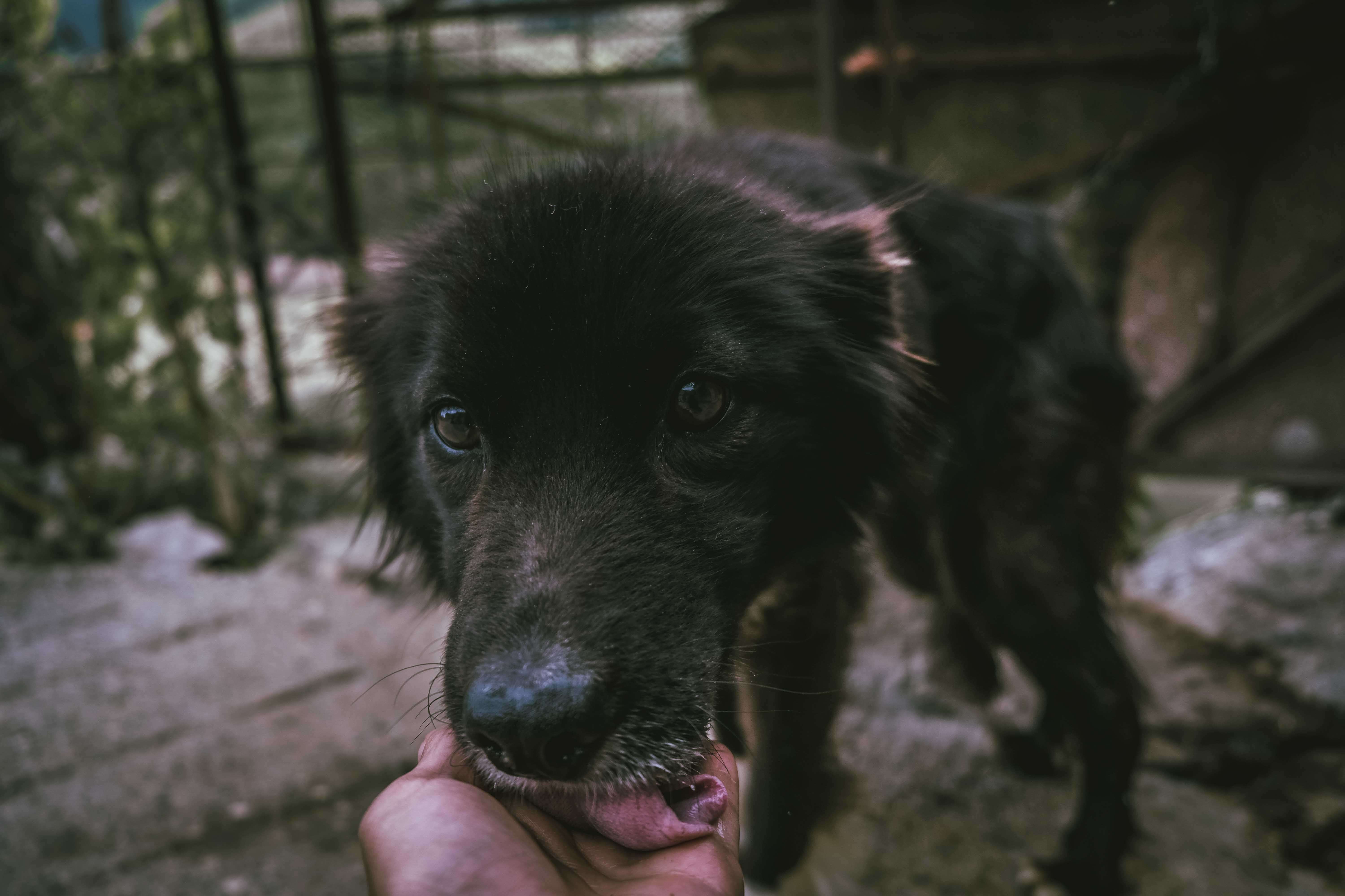 Woman holding the face of a dog