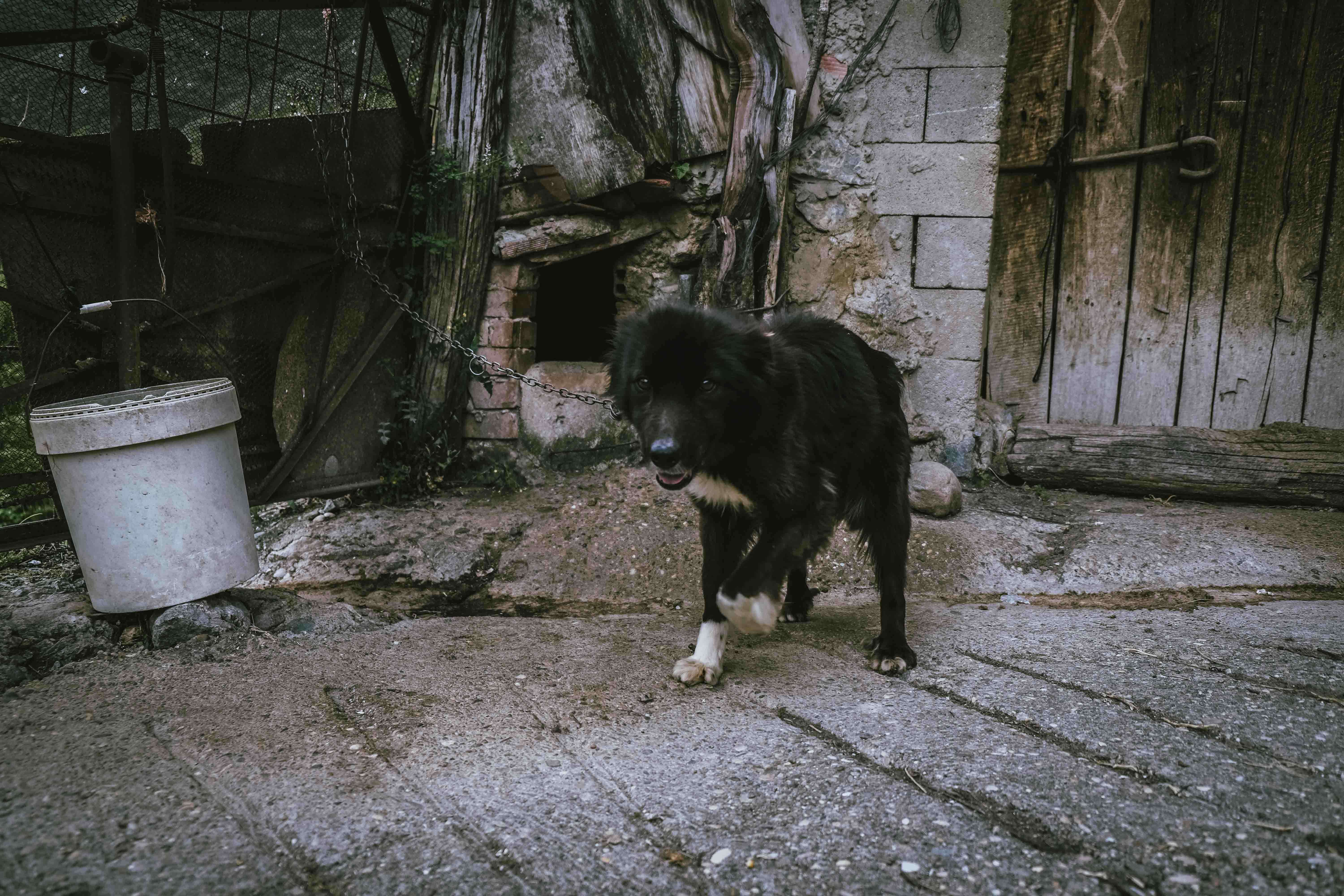 Dog locked up on chain