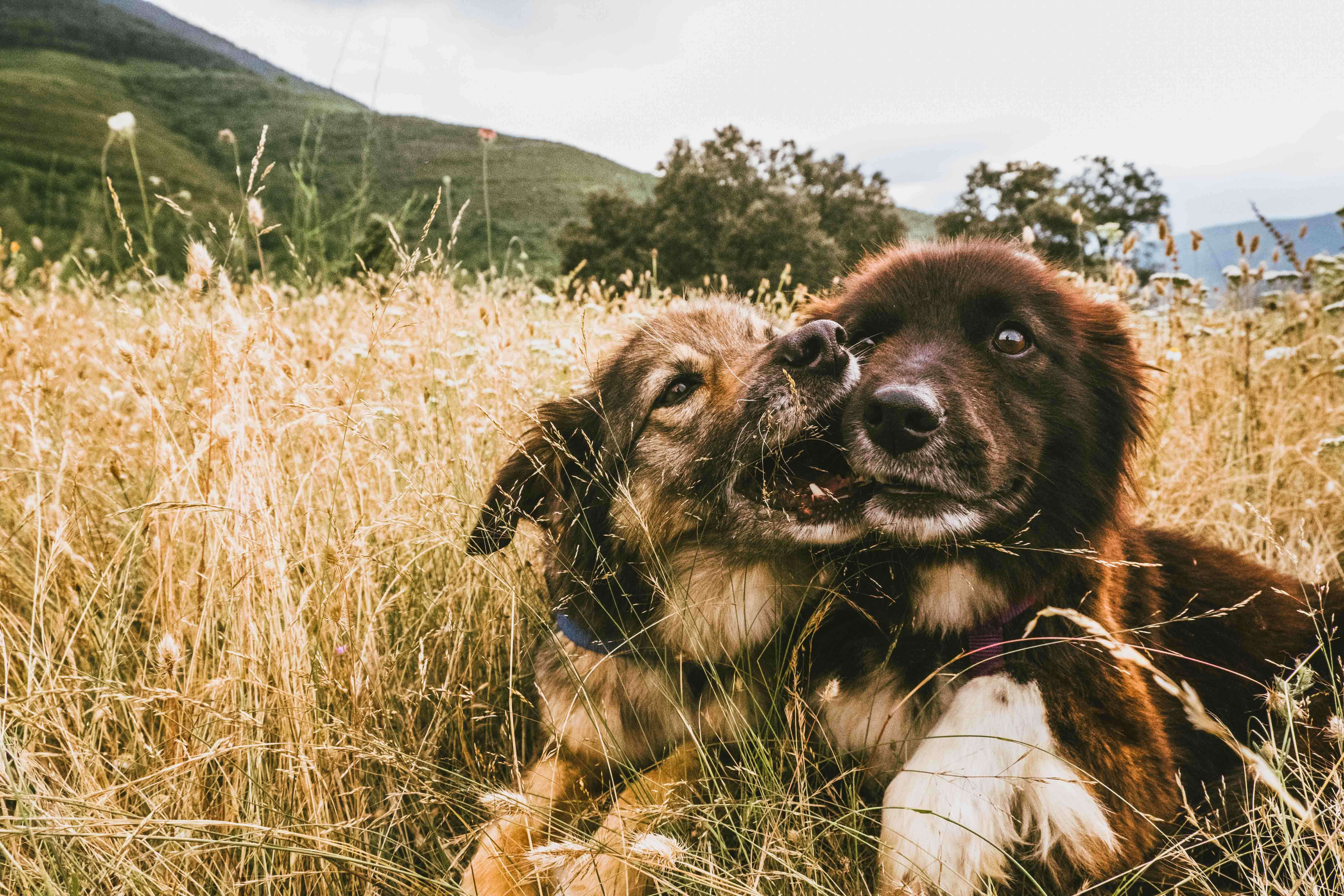 Dog cuddling together in the grass