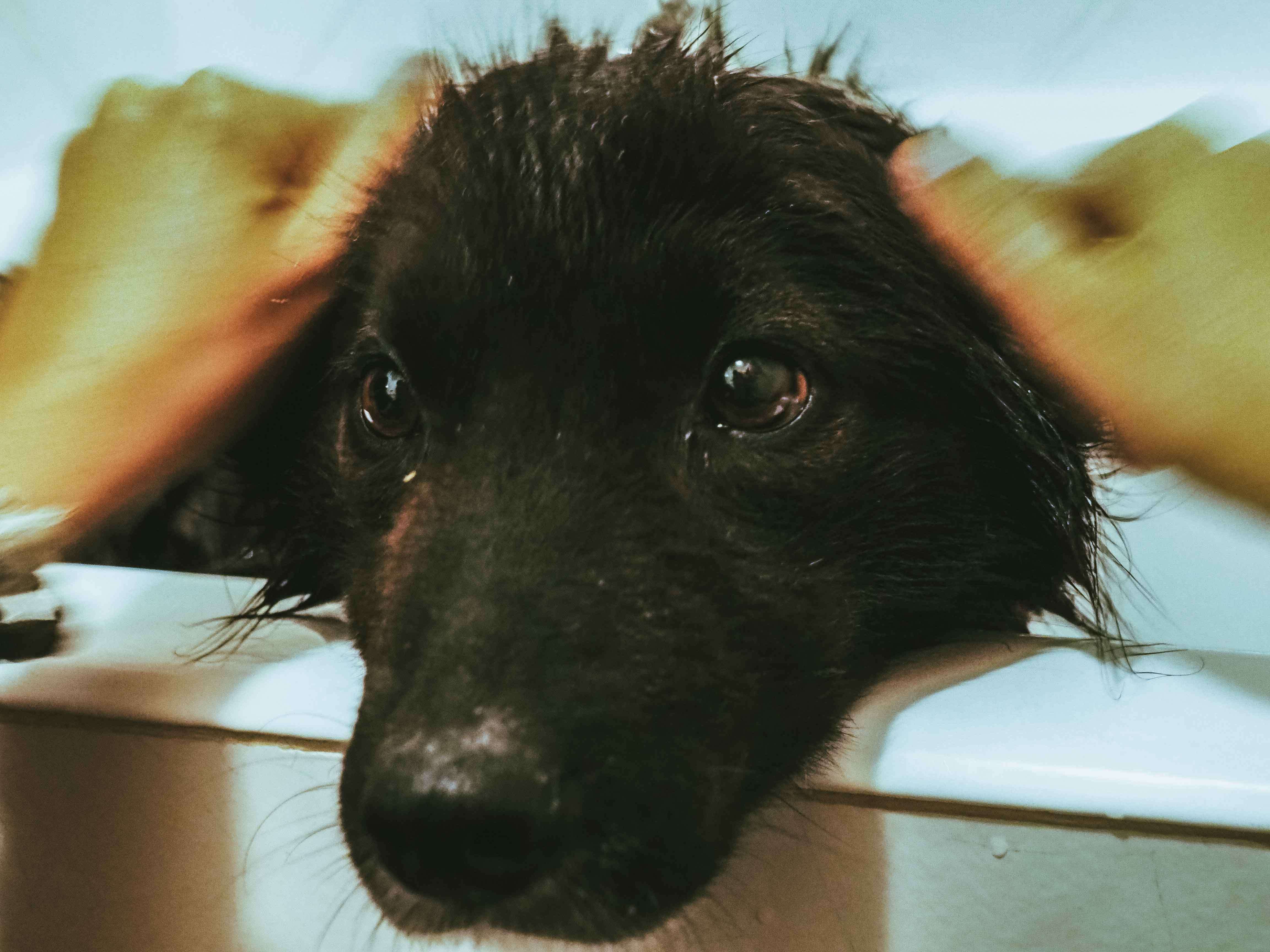 Woman bathing dog