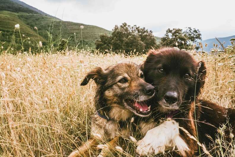 Dog snuggling together in the grass