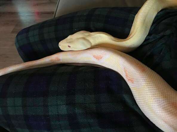 rescue snake