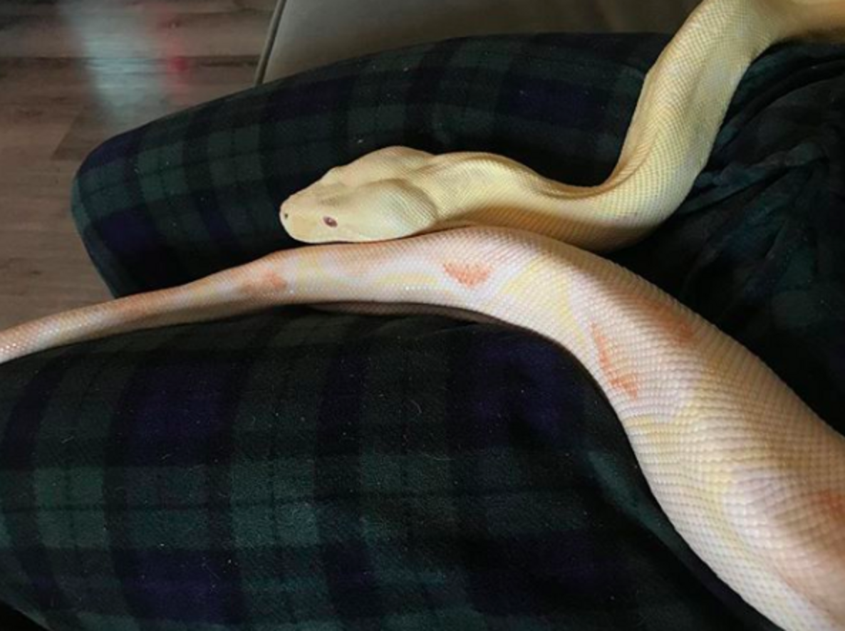 Rescue Snake Loves Cuddling With His Foster Mom - The Dodo