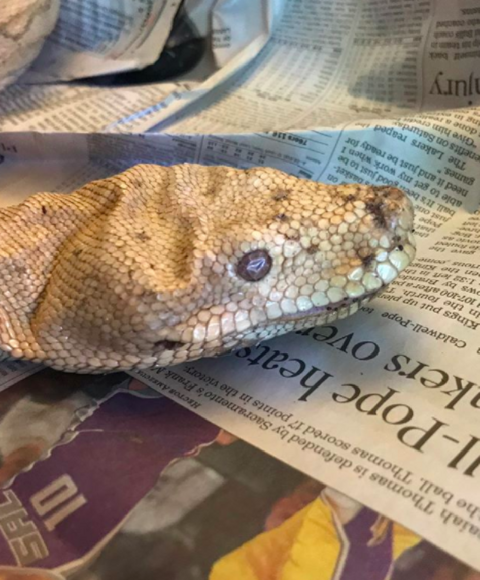 Rescue Snake Loves Cuddling With His Foster Mom - The Dodo