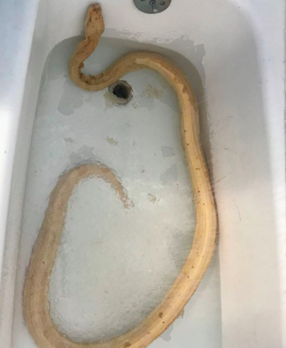 Rescue Snake Loves Cuddling With His Foster Mom - The Dodo