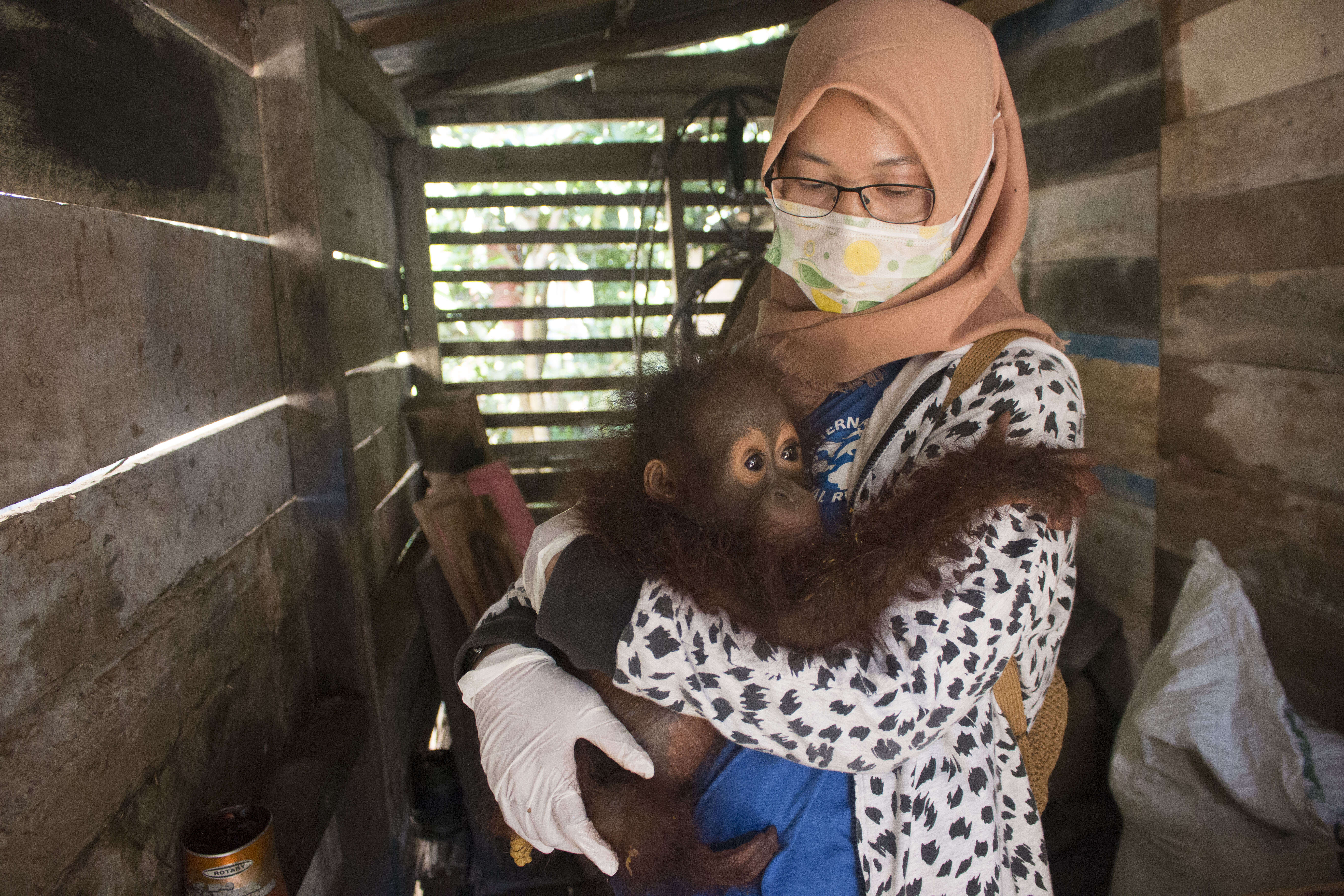 Baby orangutan clinging to woman