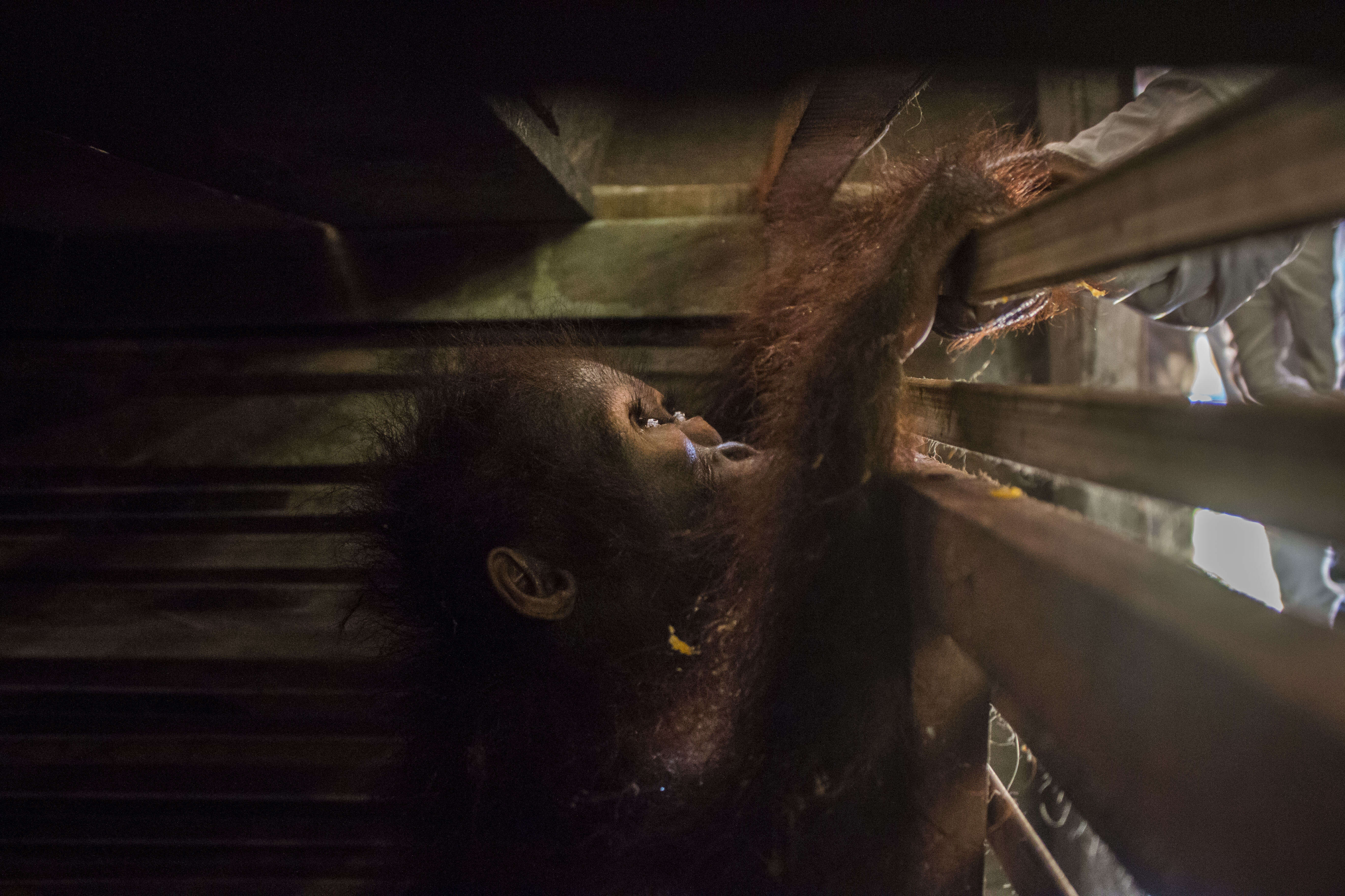 Baby orangutan trying to get out of wooden box