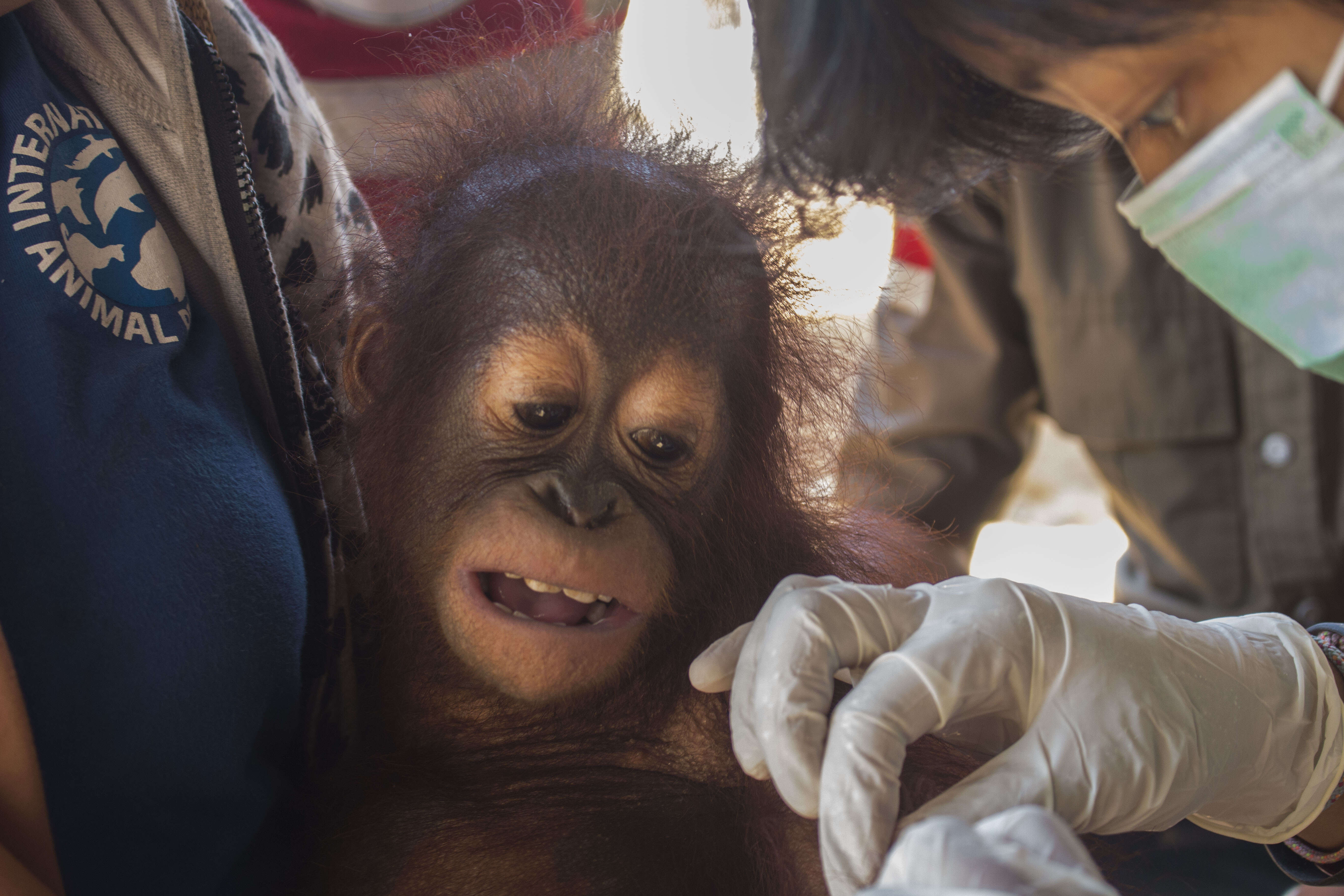 Baby orangutan being cared for by vets