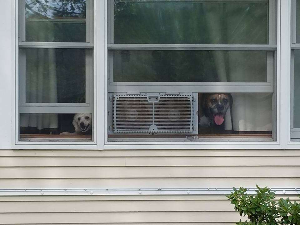 poodle boxer sisters