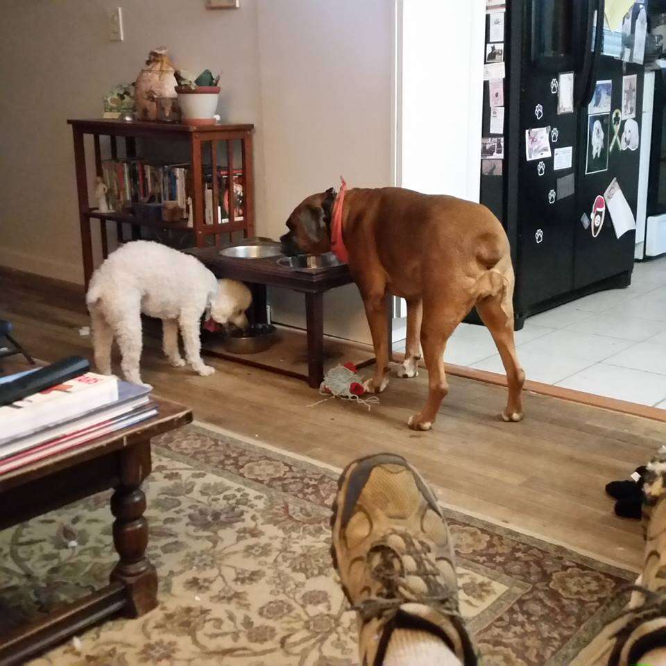 dog mourns sister 