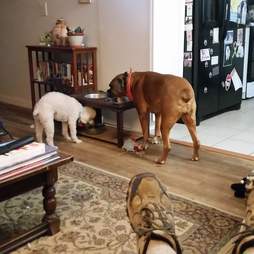dog mourns sister