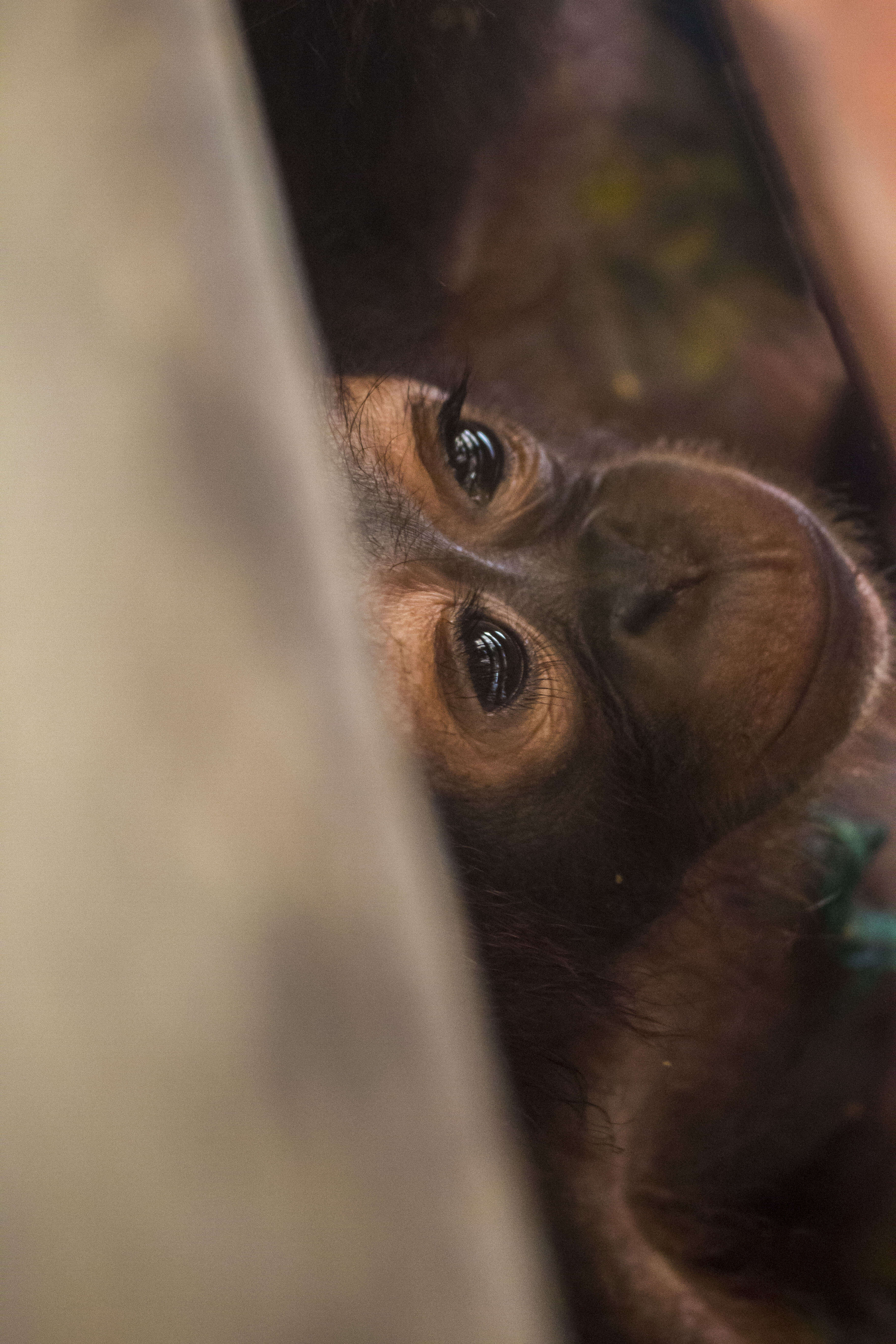 Baby orangutan inside wooden crate