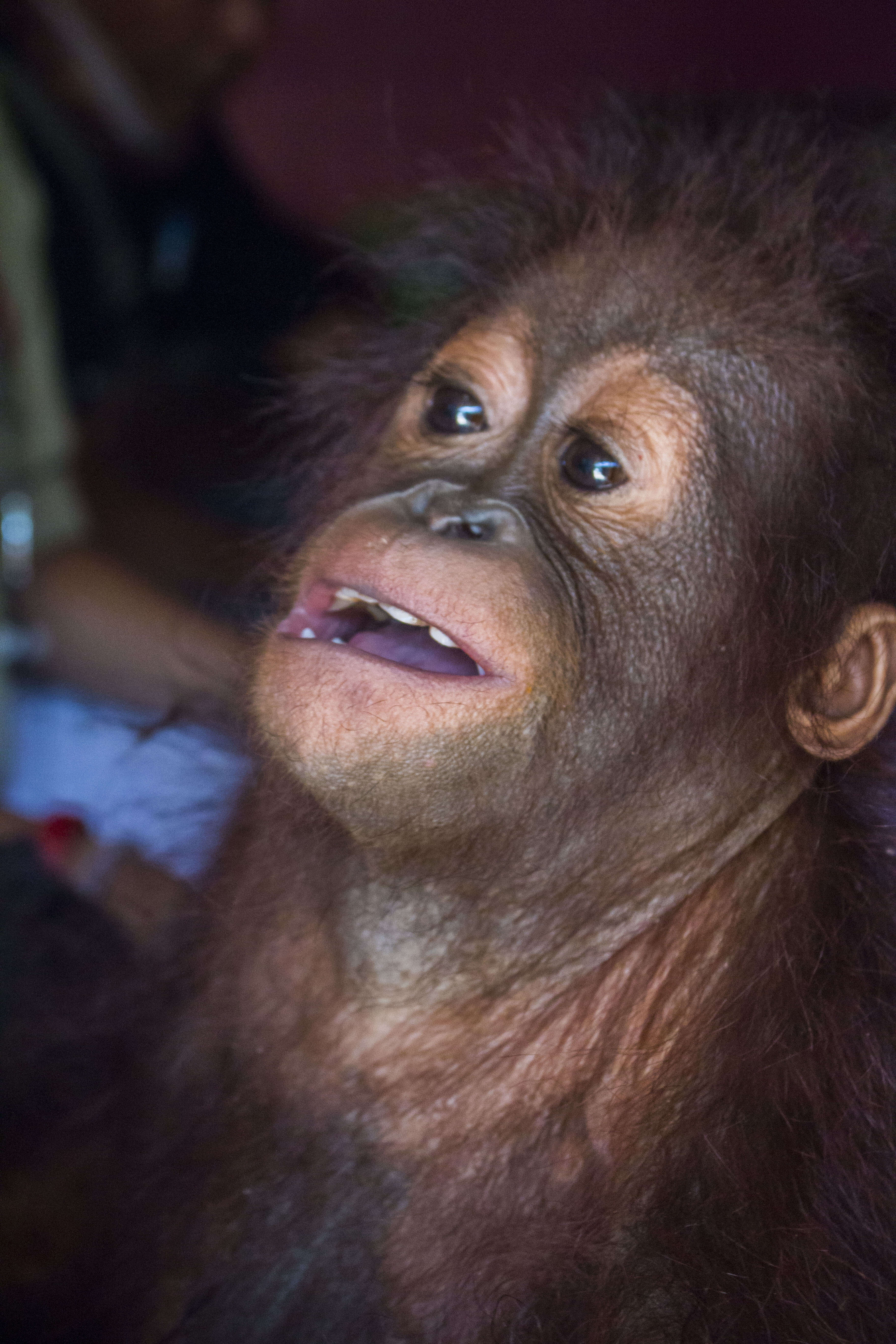 Baby orangutan looking upwards