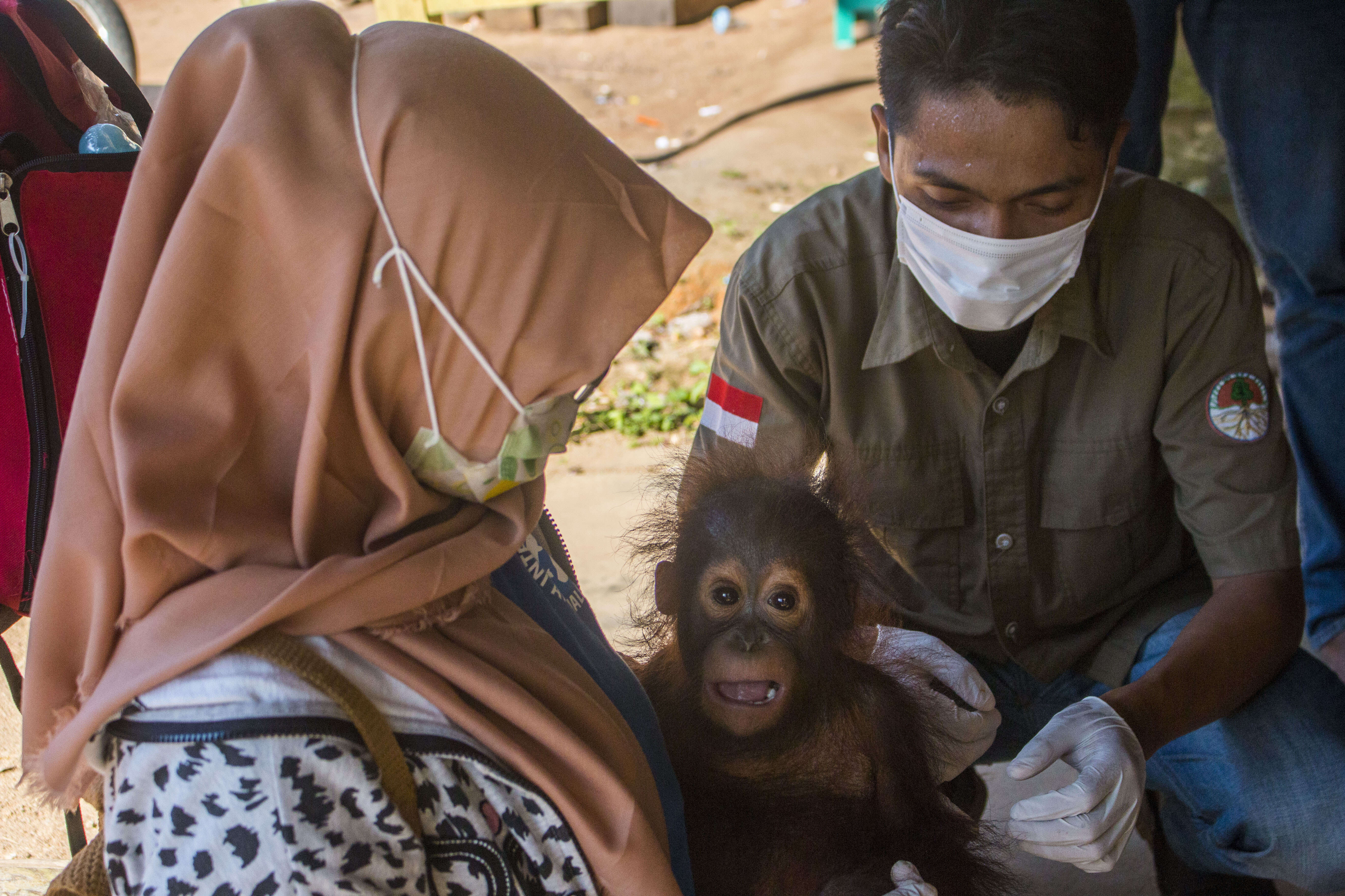 Vet team treating baby orangutan