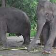 Elephant behind bars of a cage