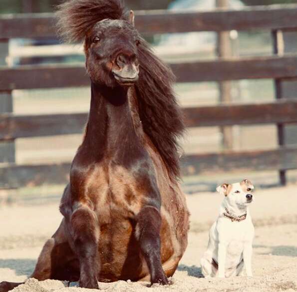 rescue dog and horse