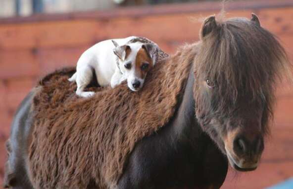 rescue dog and horse