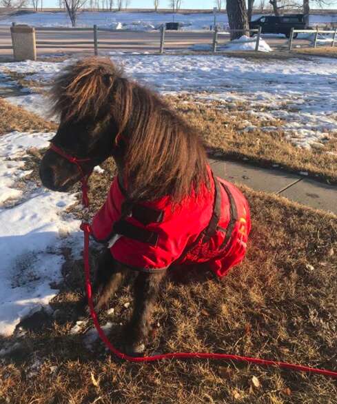 rescue dog and horse