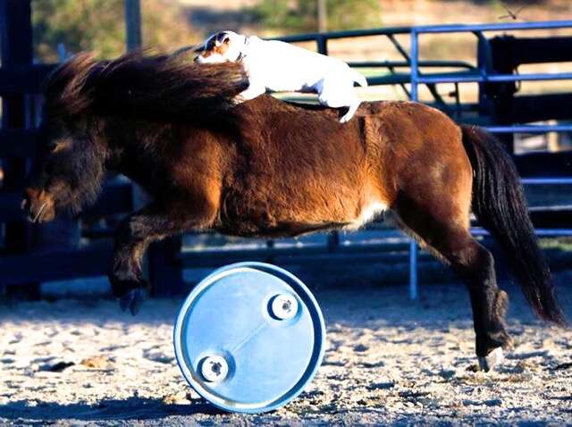 rescue dog and horse