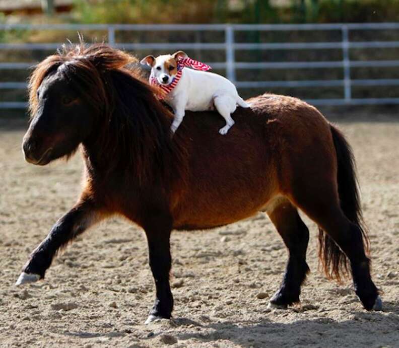 rescue dog and horse