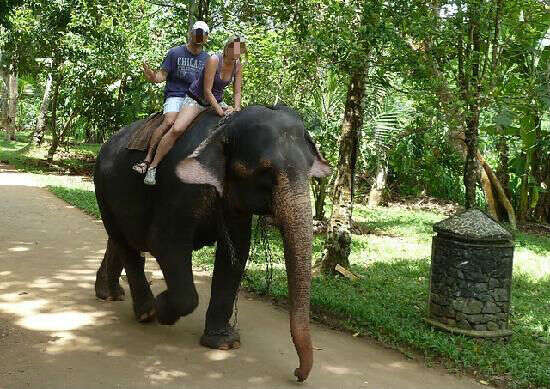 Elephant Orphanage In Sri Lanka Isn’t Actually A Sanctuary At All - The ...