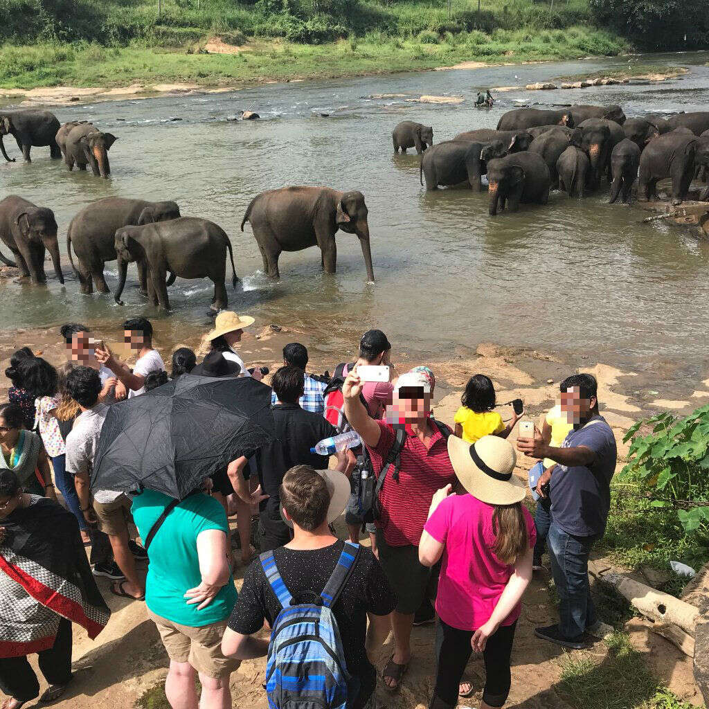 People posing for selfies with elephants
