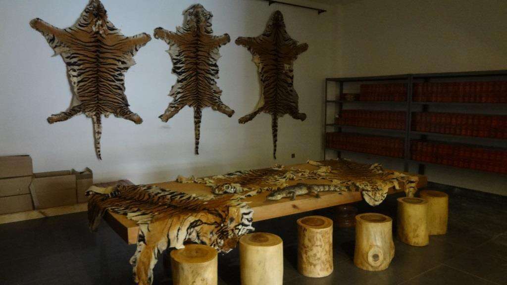 tiger skins illegal sale