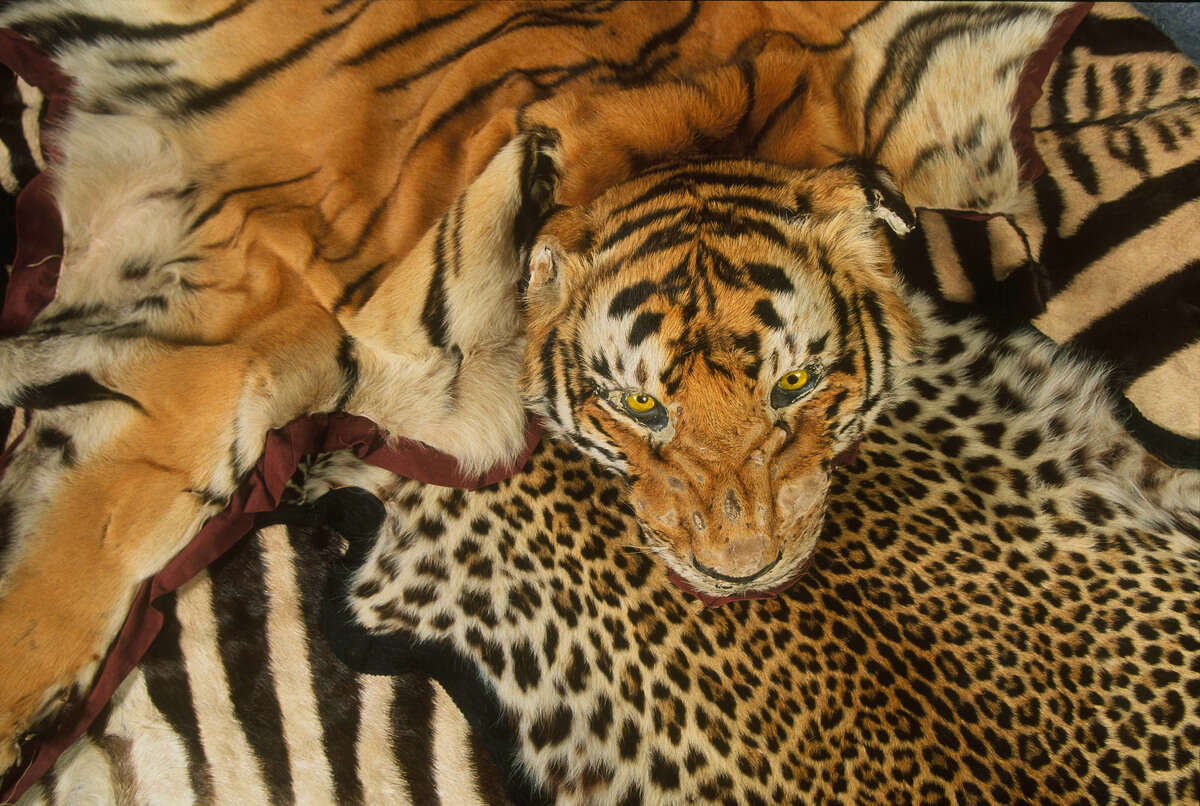 tiger skins illegal