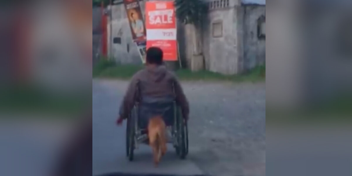 Loyal Dog Pushes Wheelchair For Paralyzed Owner - The Dodo