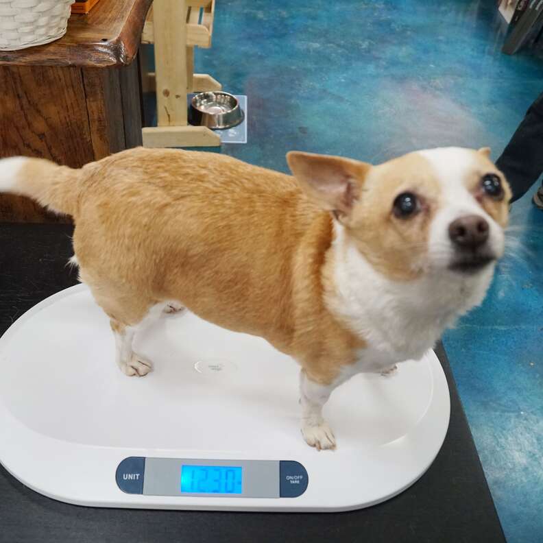 overweight dog 