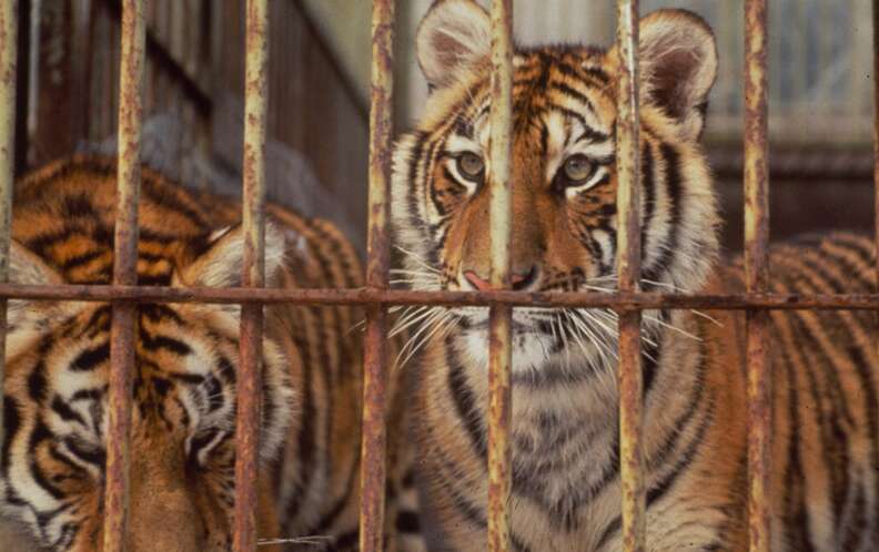 tiger farm china