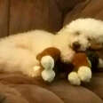 dog toy cuddle mourn