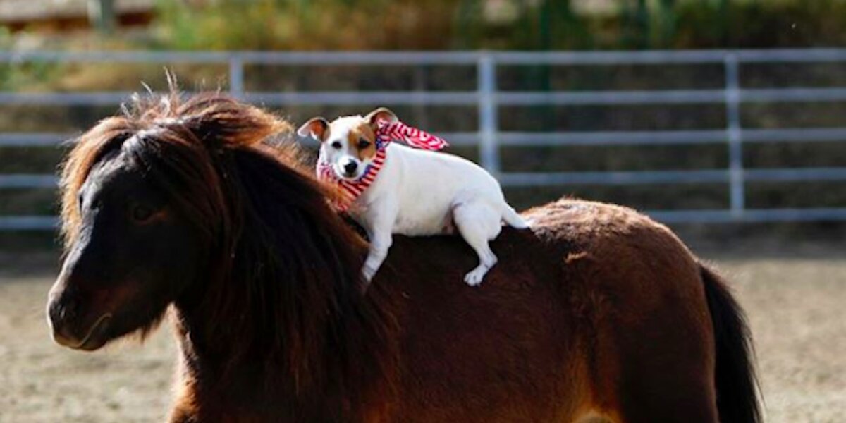 Dog carrier best sale for horseback riding