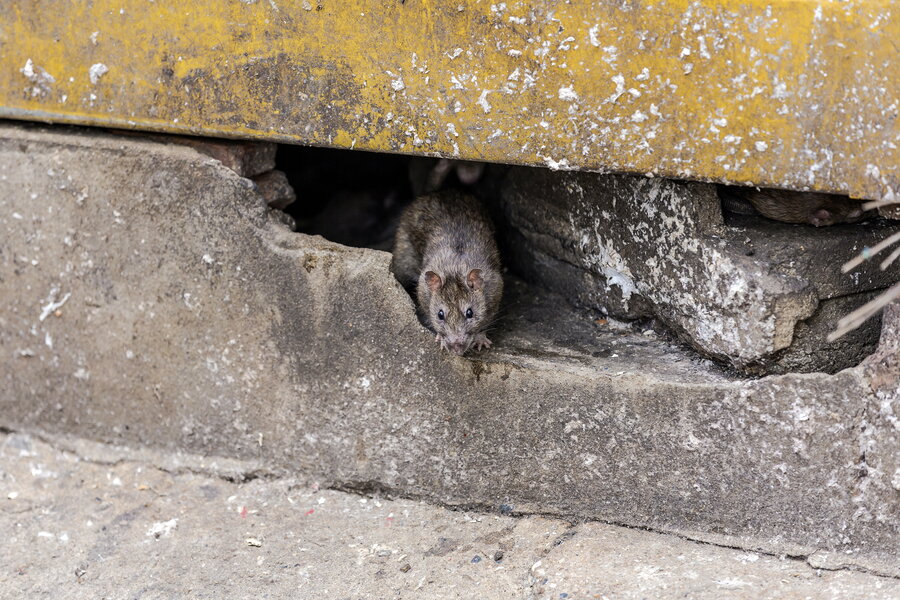 Does Chicago Have Rats Chicago Named City With Biggest Rat Problem in America - Thrillist