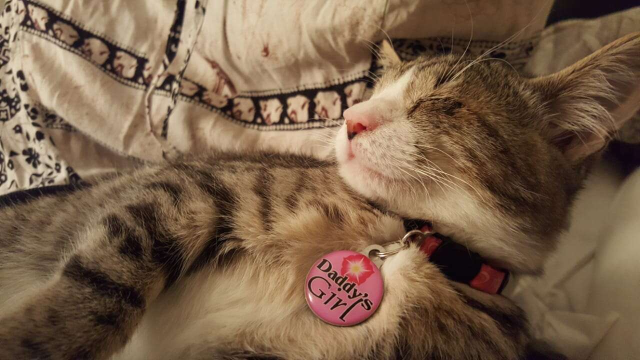 Cat wearing tag