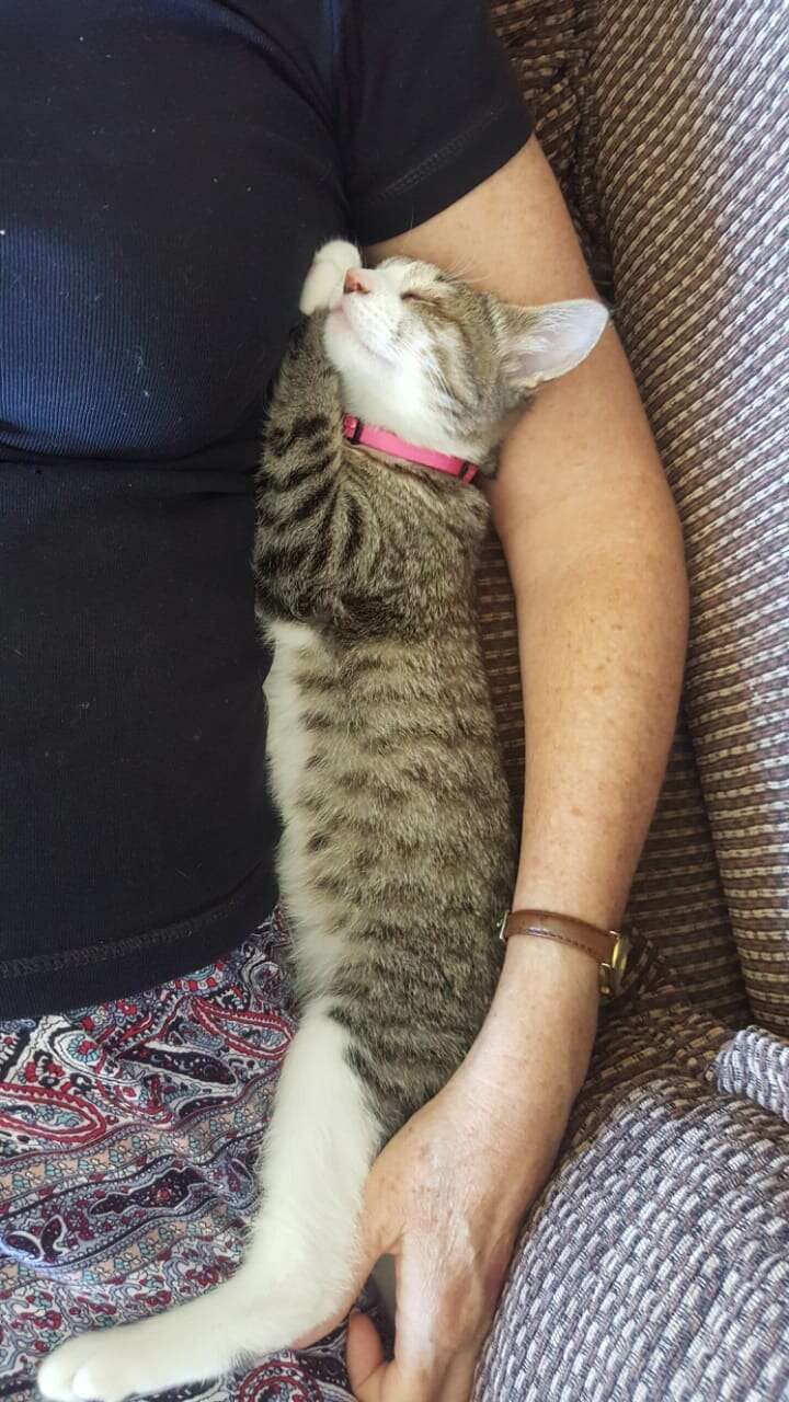 Cat cuddling with person