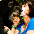 This Woman Has Dedicated Her Life To Helping Chimps  