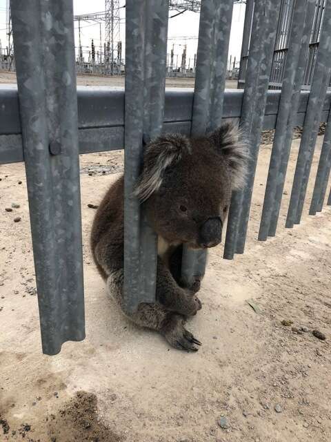 A koala gets trapped between the bars of a fence