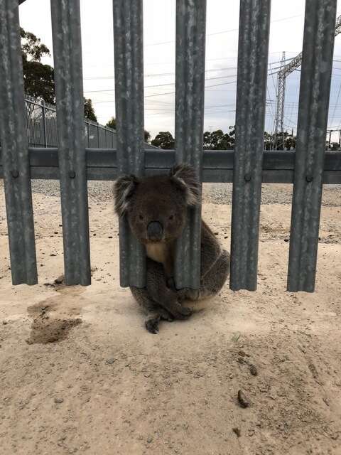 A koala stuck in a power station fence